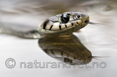 BB 09 0166 / Natrix natrix / Buorm